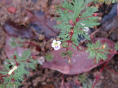 Limnophila brownii