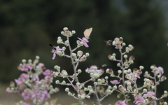 Polyommatus aroaniensis