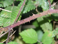Rubus schnedleri