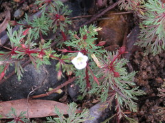 Limnophila brownii