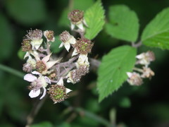 Rubus schnedleri