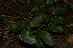 Cissus antarctica