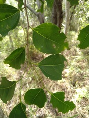 Celtis paniculata