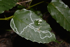 Cissus antarctica