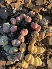 Gibbaeum heathii