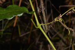 Cissus antarctica