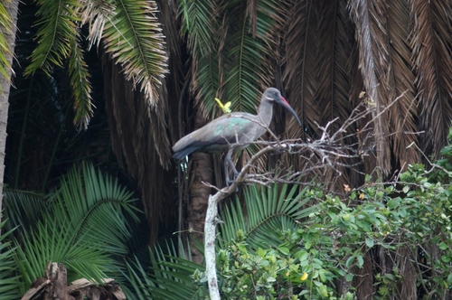 Hadada Ibis