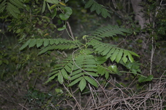 Dysoxylum mollissimum