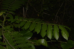 Dysoxylum mollissimum
