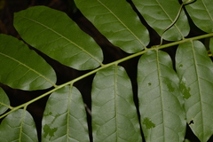 Dysoxylum mollissimum