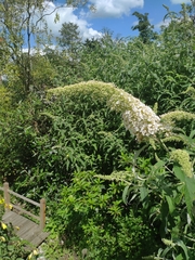 Buddleja davidii