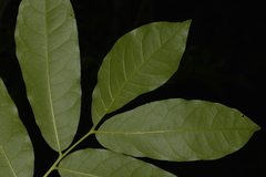 Dysoxylum mollissimum