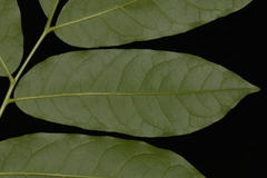 Dysoxylum mollissimum