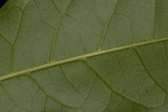 Dysoxylum mollissimum