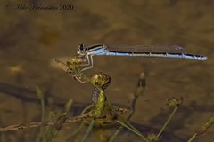 Enallagma durum