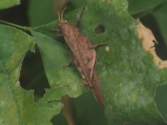 Coptacrinae