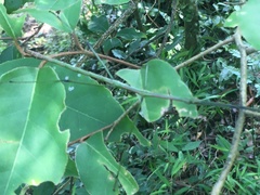 Phraortes bicolor