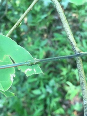 Phraortes bicolor