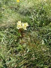 Pedicularis tuberosa