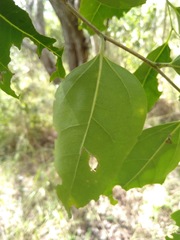 Celtis paniculata
