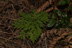 Solanum seaforthianum