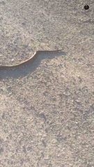 Pantherophis ramspotti
