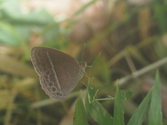 Mycalesis janardana