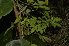 Solanum seaforthianum