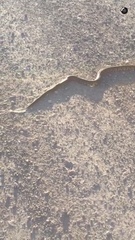 Pantherophis ramspotti