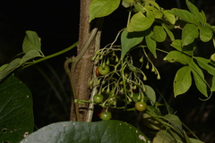 Solanum seaforthianum