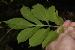 Solanum seaforthianum