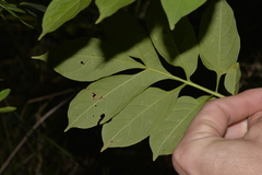 Solanum seaforthianum