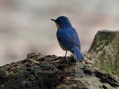 Cyornis superbus