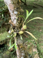 Pholidota cantonensis