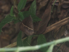 Mycalesis horsfieldi