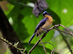 Cyornis superbus
