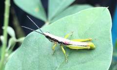 Neorthacris acuticeps