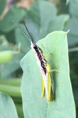 Neorthacris acuticeps