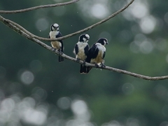 Microhierax latifrons