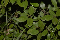 Cryptocarya triplinervis