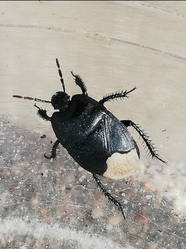 Cydnus aterrimus