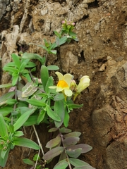 Linaria japonica