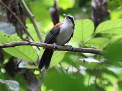 Pomatorhinus bornensis