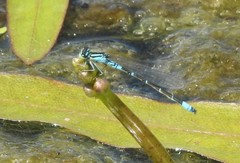 Coenagrion glaciale