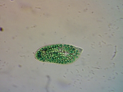 Paramecium bursaria