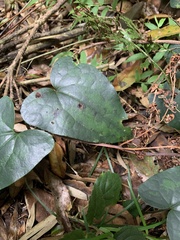 Asarum hypogynum