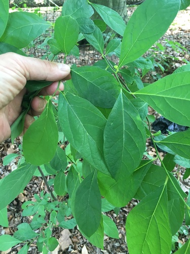 Lindera benzoin