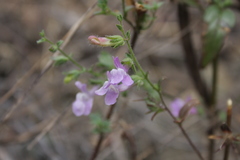 Sairocarpus vexillocalyculatus