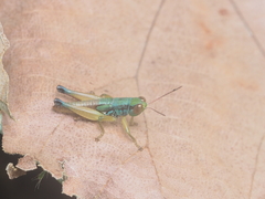 Caryanda spuria