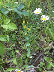 Blackstonia perfoliata